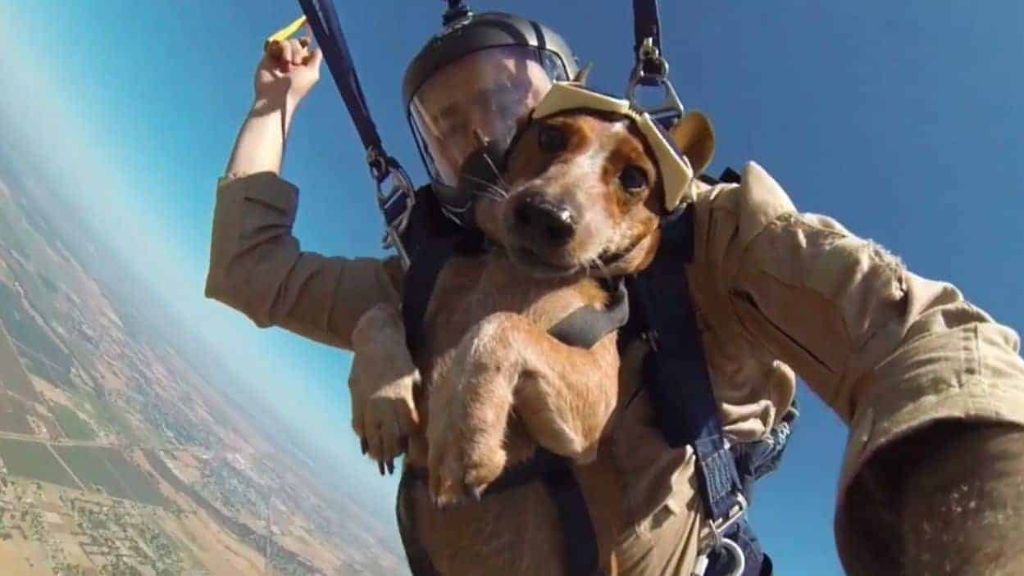 first known skydiving dog dates to late 1990s