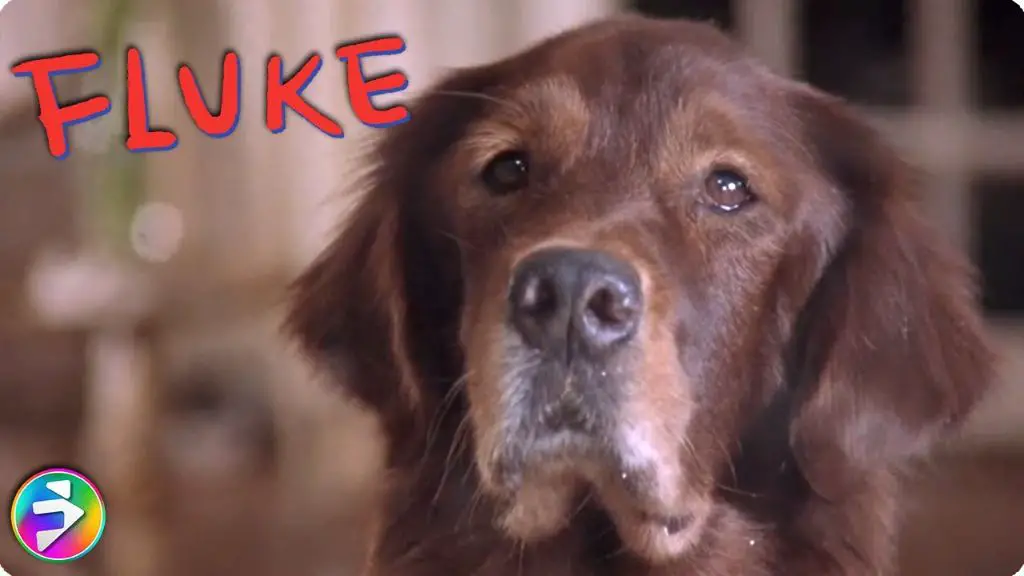 fluke the dog with family