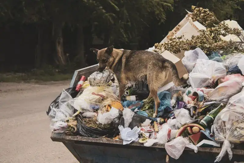 food waste overflowing from a garbage bin.