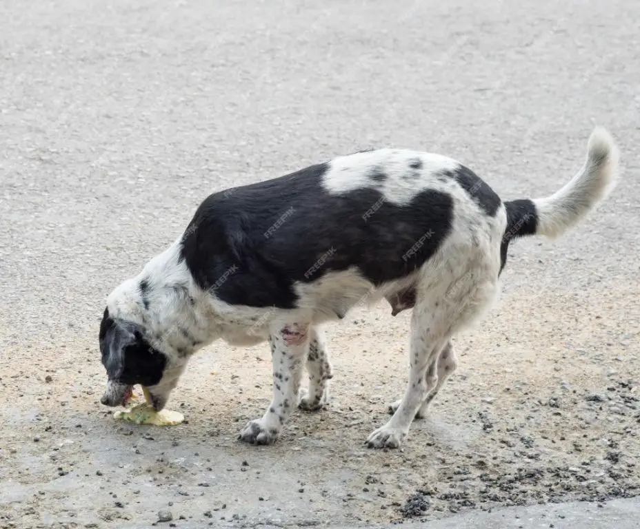 forcing dog to vomit after ingestion