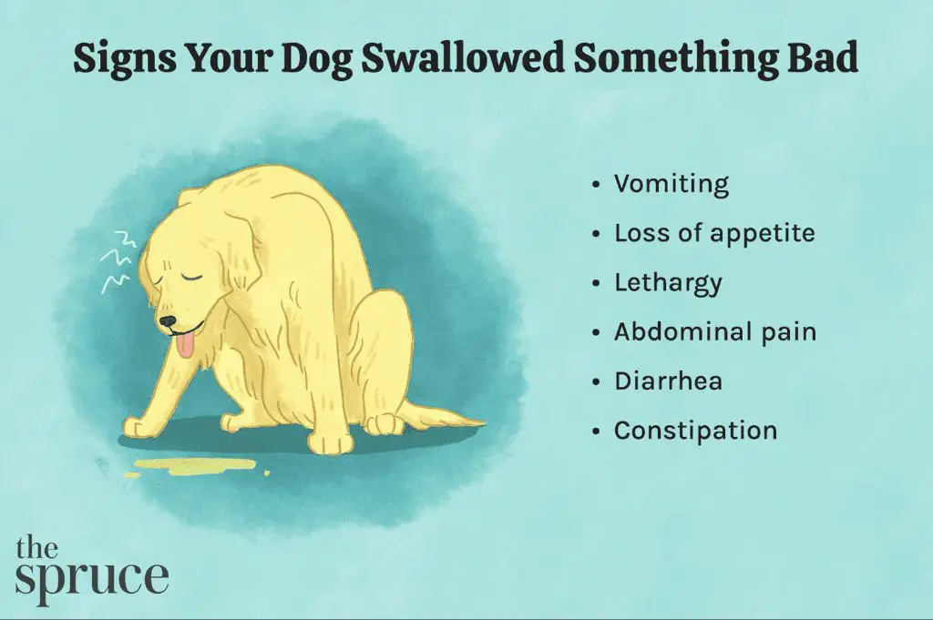 foreign objects that can cause blockages if dogs swallow them