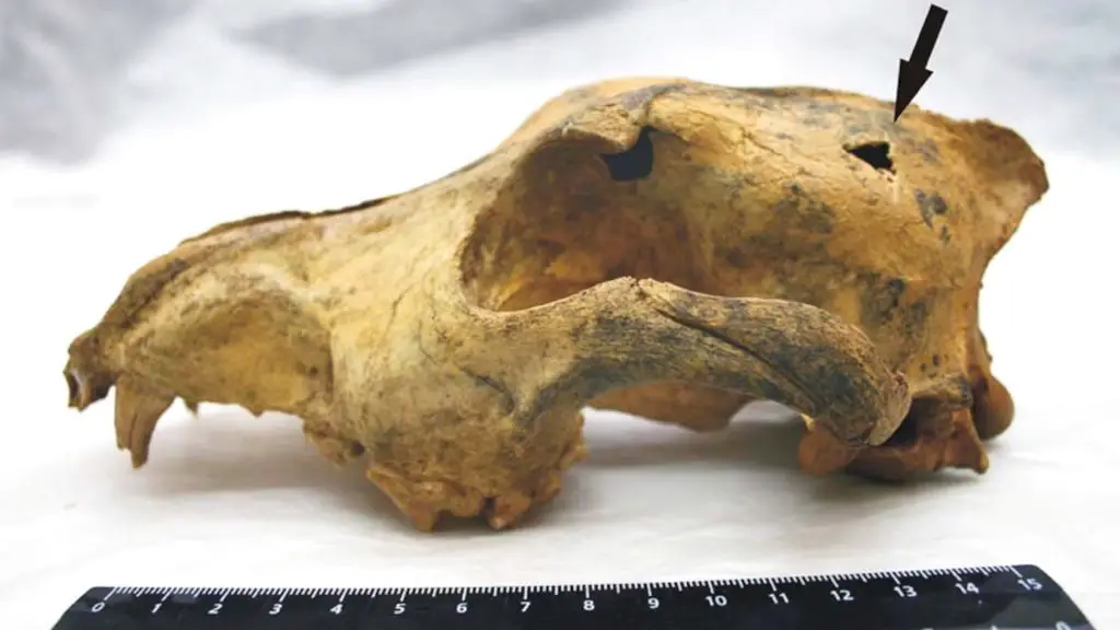 fossil remains of a very early domesticated dog