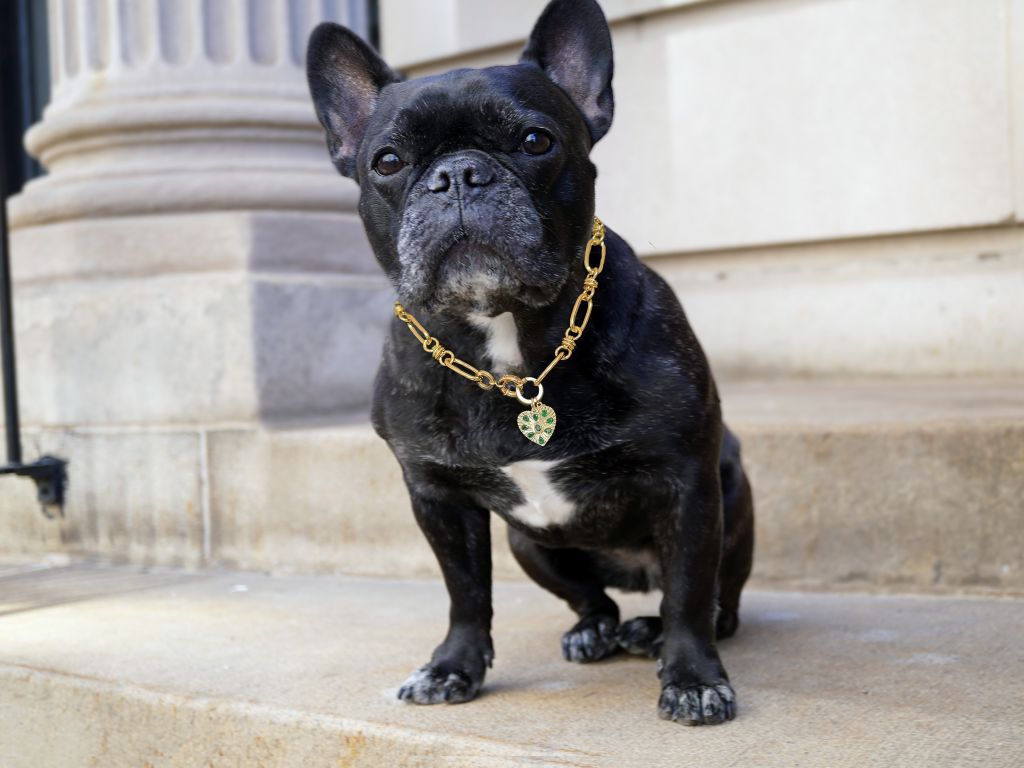 french bulldog wearing a four leaf clover necklace