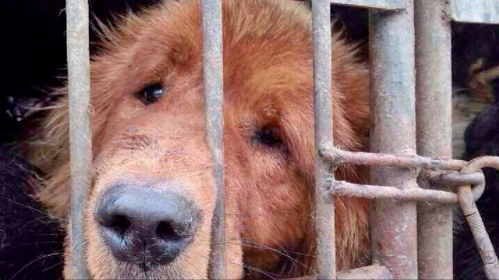 future of yulin festival remains uncertain