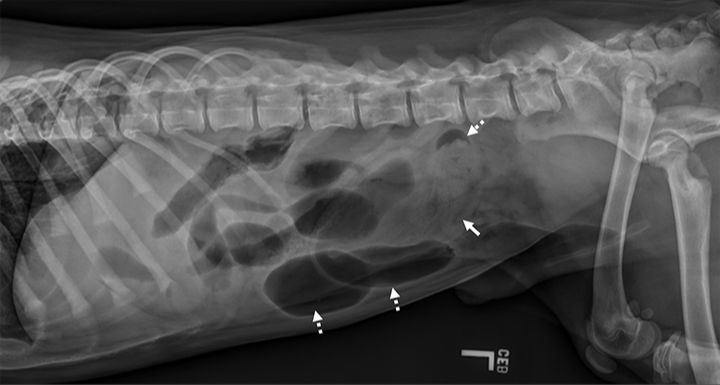 gastrointestinal issues seen on x-rays