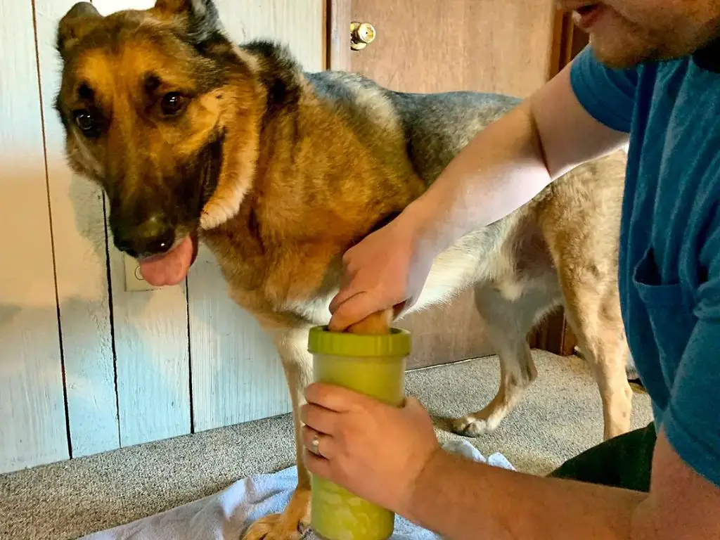 gently cleaning a dog's paw pads.