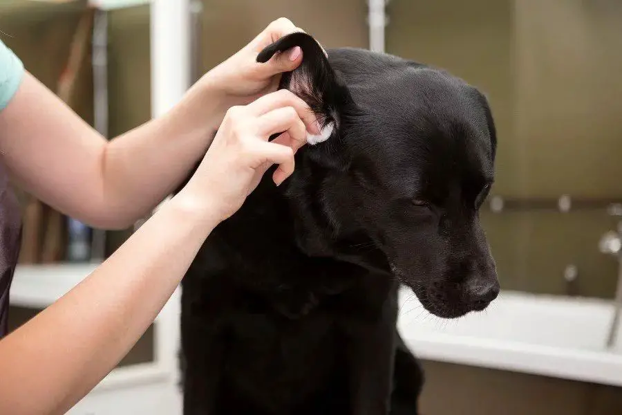 gently cleaning debris from a cat's ear with a cotton ball.