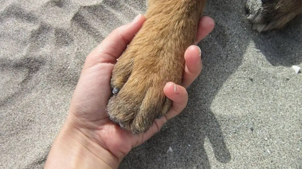 gently handling a dog's paw during training.