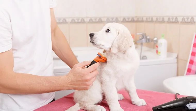 gently handling dog paws helps them get comfortable with grooming and vet exams.