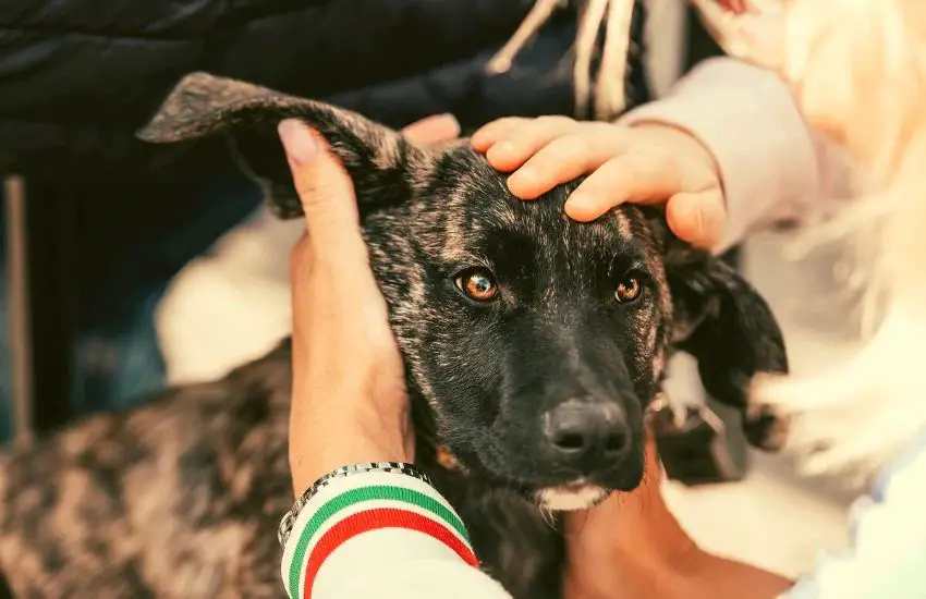 gently massaging a dog's ears in a circular motion