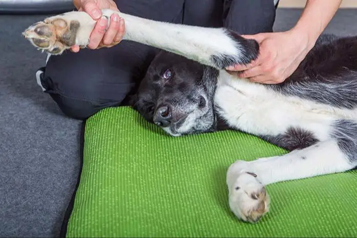 gently massaging a dog's hips in circular motions