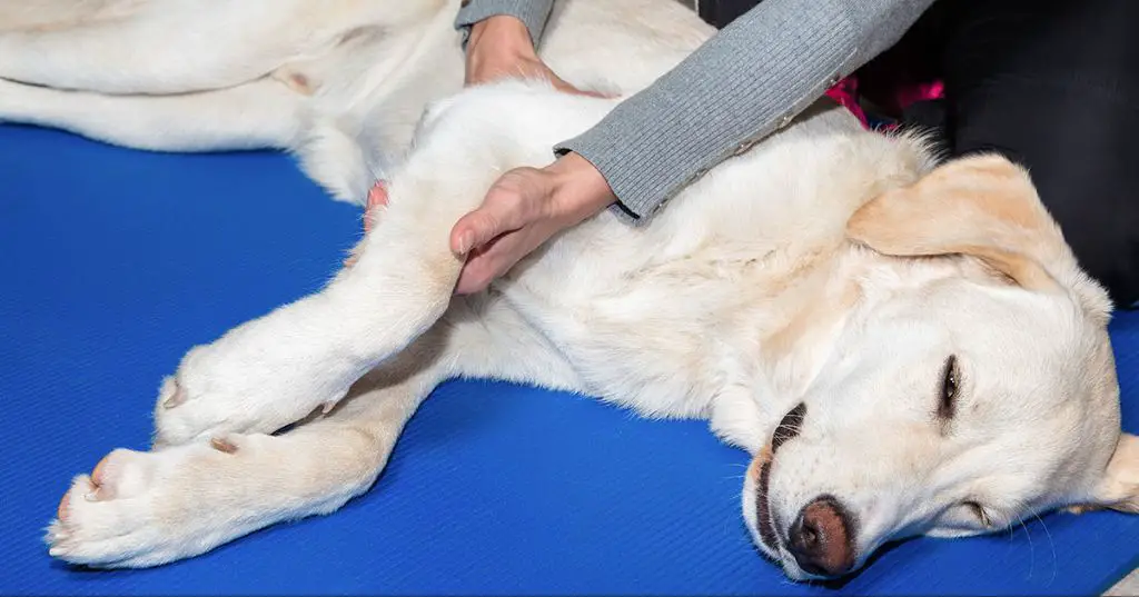 gently massaging a dog's paw.