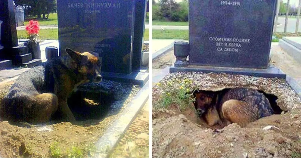 gently placing a dog in its grave during burial