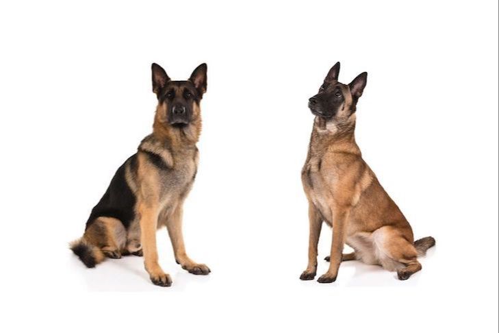 german shepherd and belgian malinois standing side by side