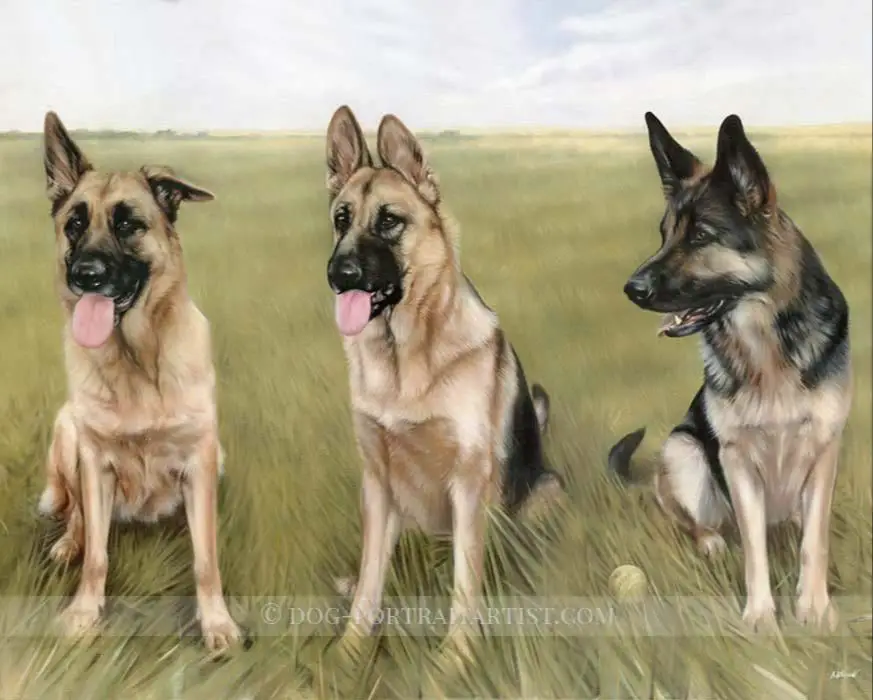 german shepherd dog portrait