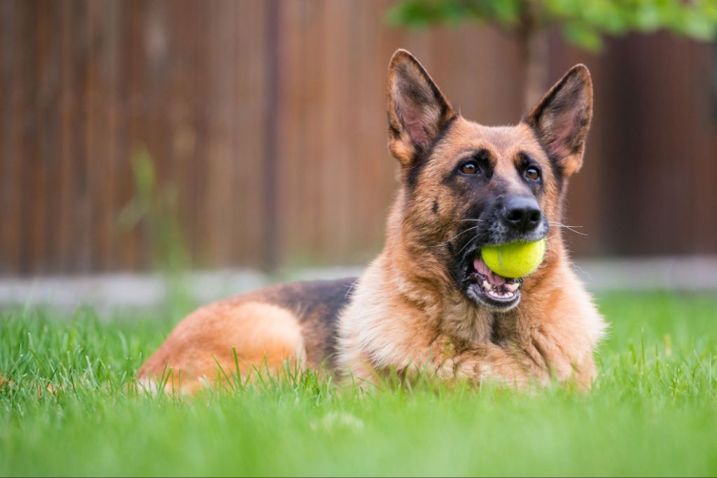 german shepherd dog with erect ears