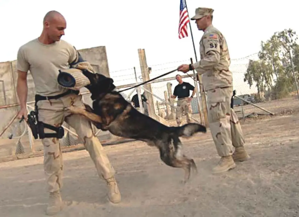 german shepherd dogs being trained by soldiers for military duties