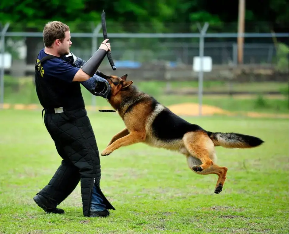 german shepherd protection training