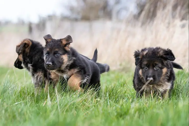 german shepherd puppy playing