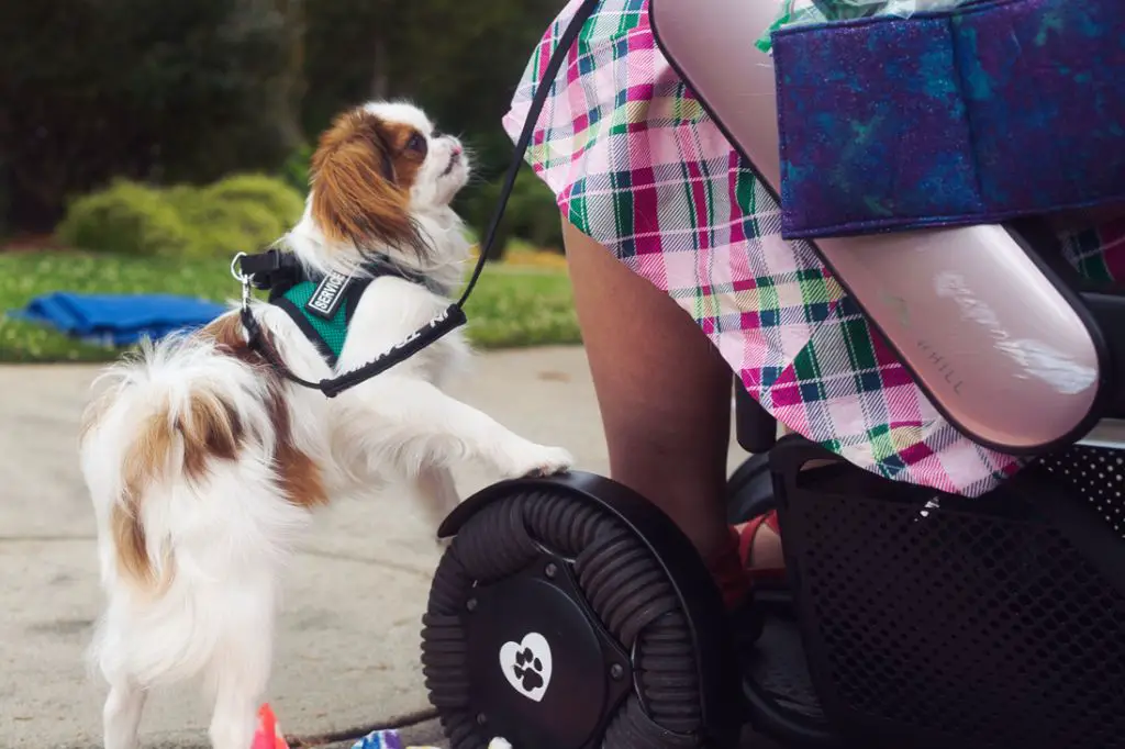 getting a service dog through program or owner-training