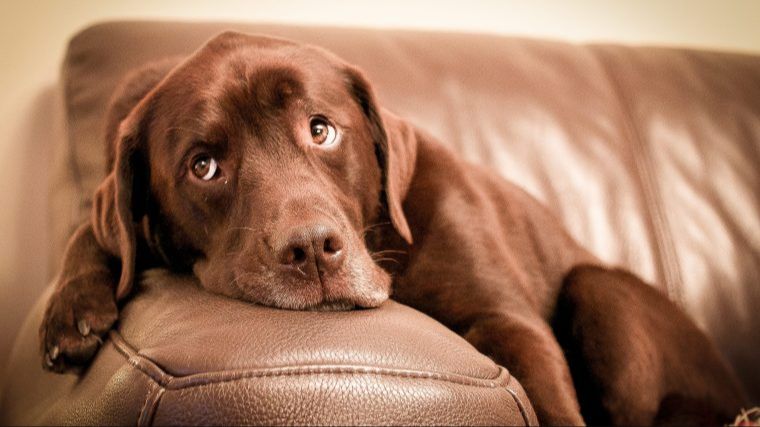 giving a dog a treat as positive reinforcement for staying off the couch