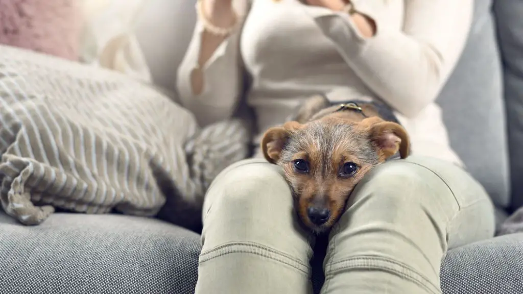 giving a dog affection in its final days