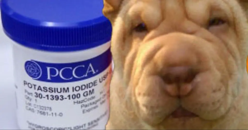 giving a dog potassium iodide tablets