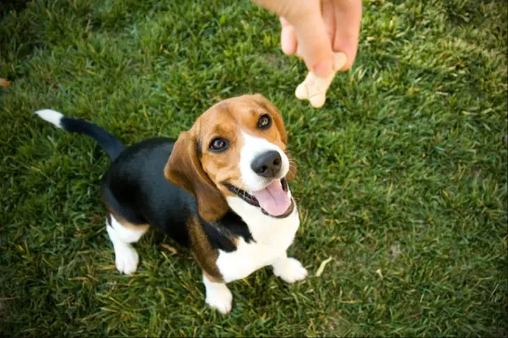 giving a dog treats as a reward for getting in a car