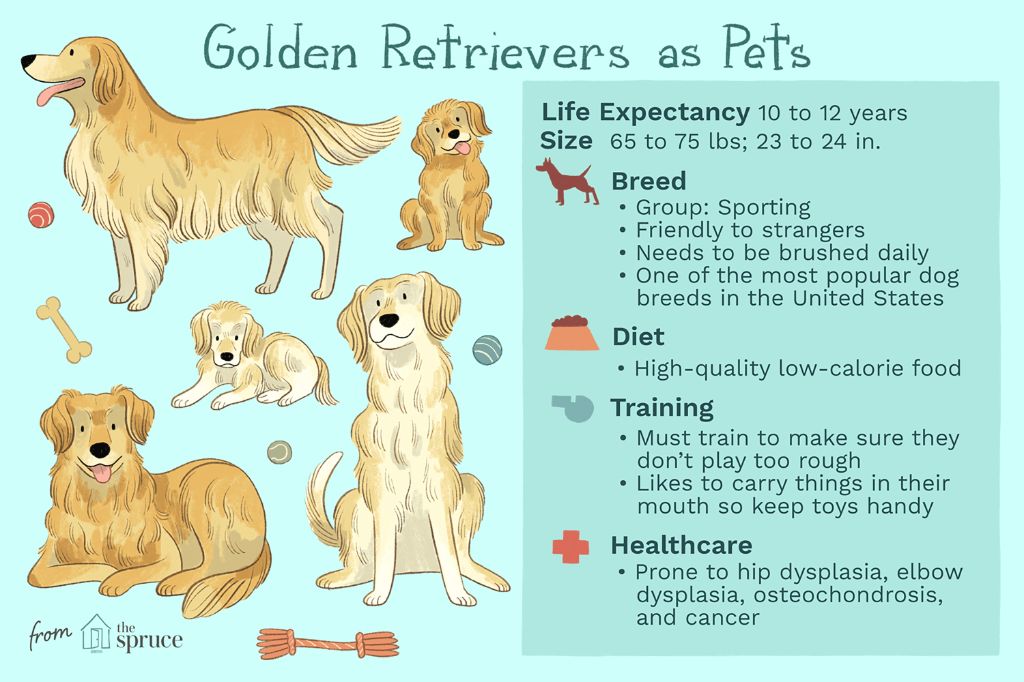 gold dog personality traits