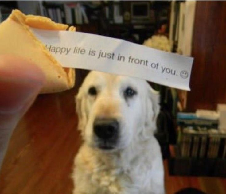 golden retriever dog holding a chinese fortune cookie