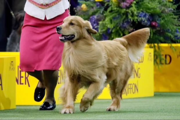 goldens have struggled to win best in show at westminster because breed standards emphasize function over form, they face stiff competition, and their temperament.