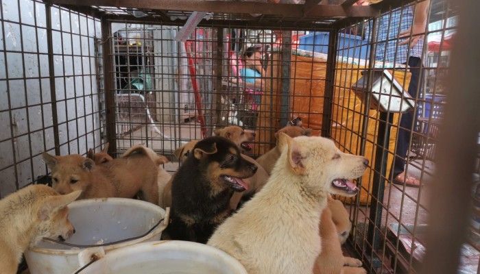 government animal shelter for stray dogs in china