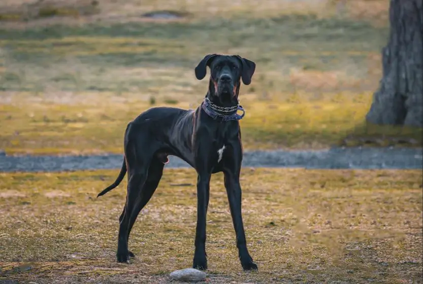 great danes well-suited as psychiatric dogs