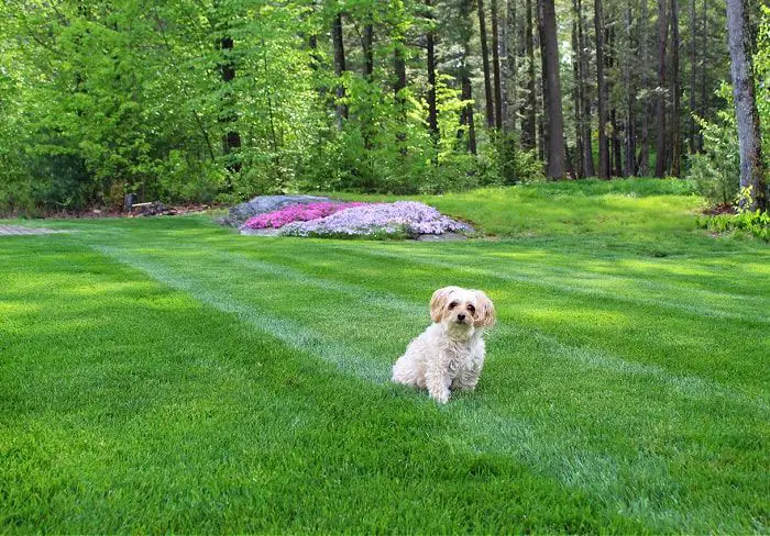 green healthy grass in a yard