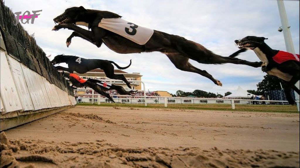 greyhound jumping hurdle