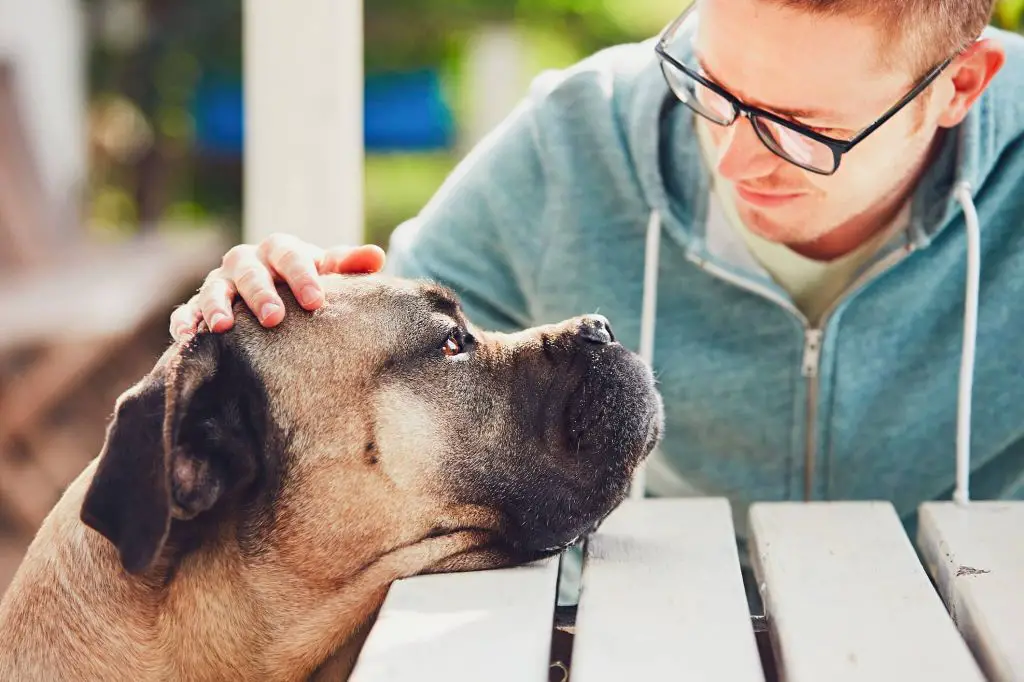 grieving pet owner