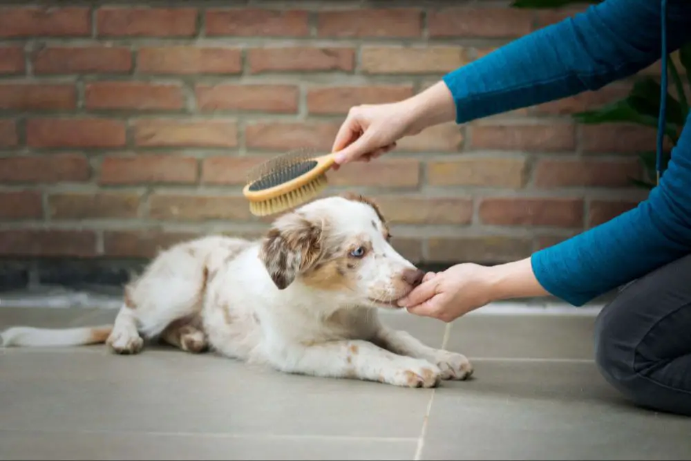 groomer brushing a dog