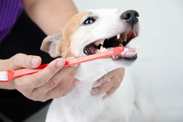 groomer brushing clean dog