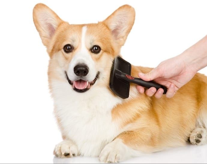 groomer brushing dog