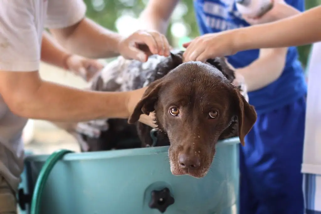 groomer with back pain