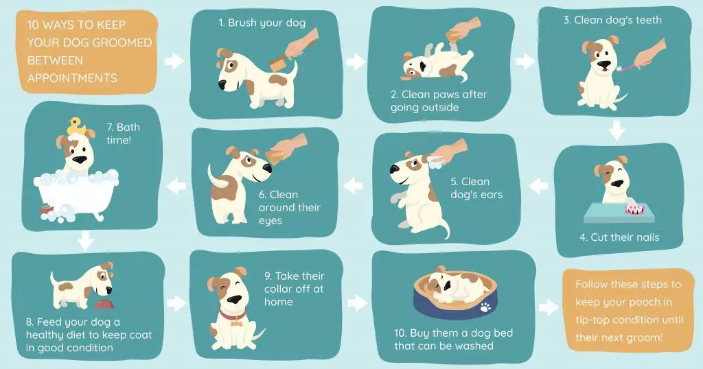 grooming tips for keeping dogs clean and healthy