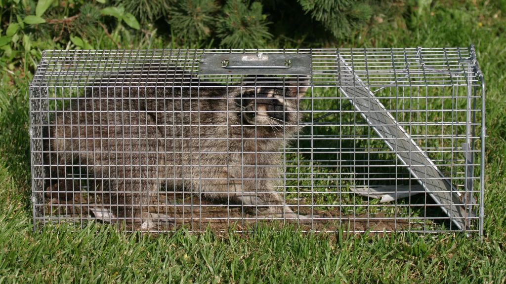 handling trapped raccoon humanely