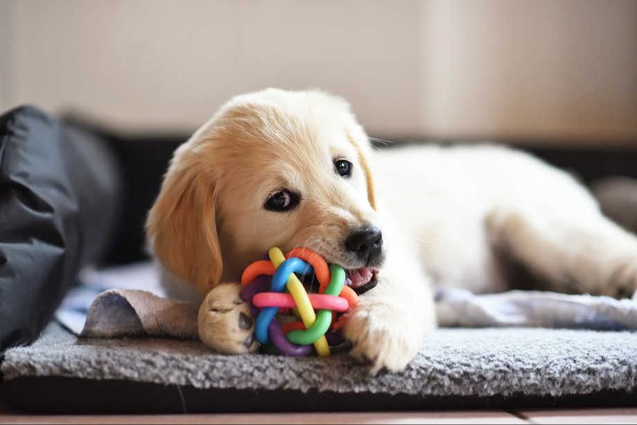 happy puppy playing with toys