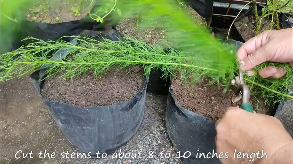 harvesting dog fennel stems