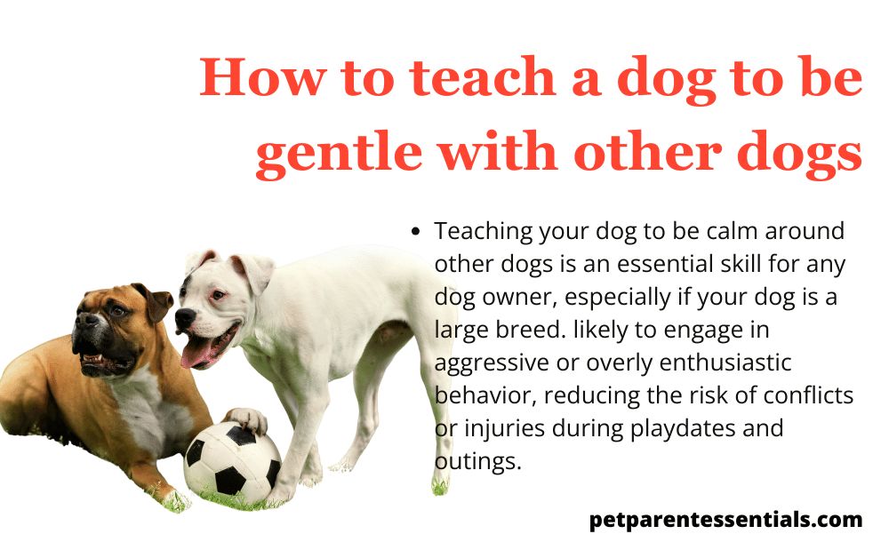 having strong teaching skills to instruct dogs and owners