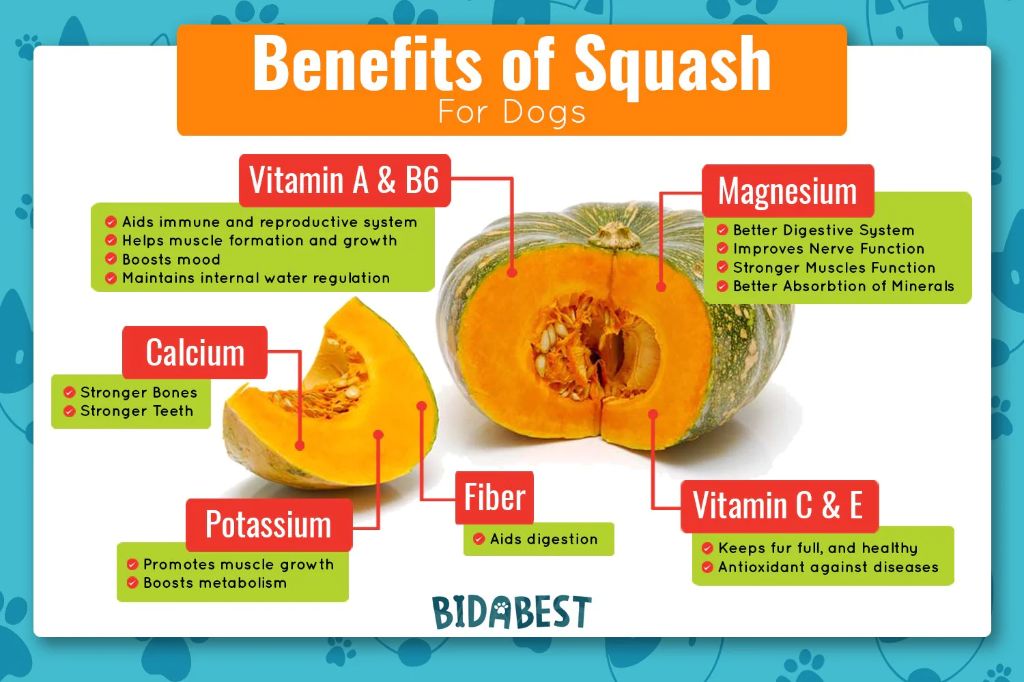 health benefits of yellow squash