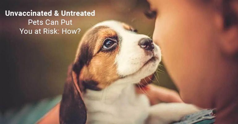 health risks of an unvaccinated dog