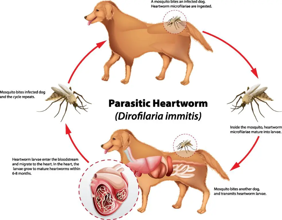 heartworm larvae migrate through bloodstream to heart and lungs