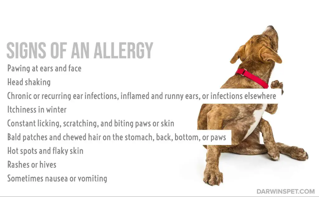 helps manage allergic reactions to ingredients.