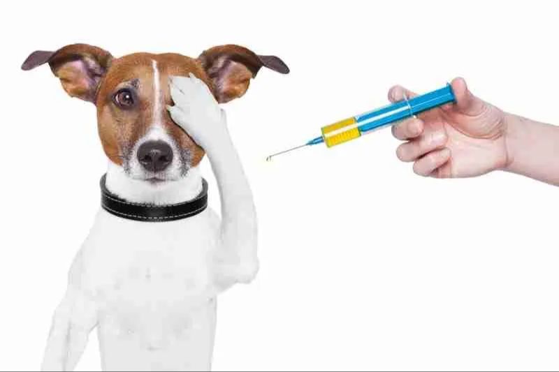 herd immunity protects unvaccinated dogs